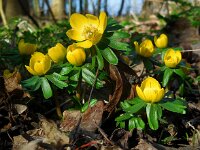 Eranthis hyemalis 23, Winterakoniet, Saxifraga-Ed Stikvoort