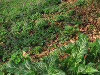 Eranthis hyemalis 28, Winterakoniet, Saxifraga-Rutger Barendse