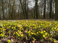 Eranthis hyemalis 29, Winterakoniet, Saxifraga-Jan Nijendijk