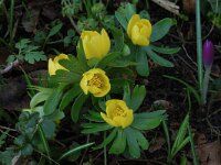 Eranthis hyemalis 3, Winterakoniet, Saxifraga-Willem van Kruijsbergen