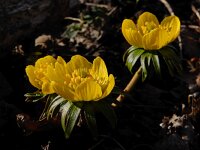 Eranthis hyemalis 33, Winterakoniet, Saxifraga-Ed Stikvoort