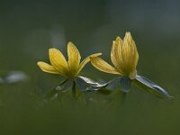 Eranthis hyemalis 44, Winterakoniet, Saxifraga-Luuk Vermeer
