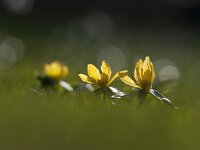Eranthis hyemalis 45, Winterakoniet, Saxifraga-Luuk Vermeer