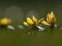 Eranthis hyemalis 46, Winterakoniet, Saxifraga-Luuk Vermeer