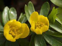 Eranthis hyemalis 52, Winterakoniet, Saxifraga-Jan Nijendijk