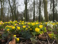 Eranthis hyemalis 54, Winterakoniet, Saxifraga-Jan Nijendijk