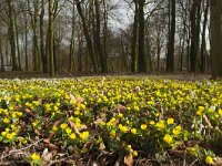 Eranthis hyemalis 55, Winterakoniet, Saxifraga-Jan Nijendijk