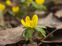 Eranthis hyemalis 56, Winterakoniet, Saxifraga-Jan Nijendijk