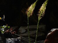 Eremurus spectabilis 3, Saxifraga-Ed Stikvoort : Sisian - Vayk - Hermon A900