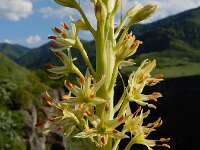 Eremurus spectabilis 4, Saxifraga-Ed Stikvoort : Dilijan - Vanadzor - Margahovit - Haghpat s9900