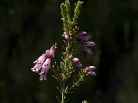Erica australis 2, Saxifraga-Jan van der Straaten