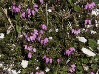 Erica carnea 6, Saxifraga-Willem van Kruijsbergen