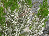 Erica lusitanica 7, Saxifraga-Hans Grotenhuis
