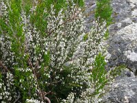 Erica lusitanica 8, Saxifraga-Hans Grotenhuis
