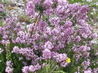 Erica multiflora 4, Saxifraga-Jasenka Topic