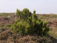 Erica scoparia 1, Bezemdophei, Saxifraga-Peter Meininger