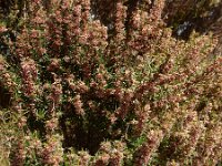 Erica scoparia 12, Bezemdophei, Saxifraga-Ed Stikvoort