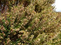 Erica scoparia 14, Bezemdophei, Saxifraga-Ed Stikvoort