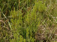 Erica scoparia 17, Bezemdophei, Saxifraga-Ed Stikvoort