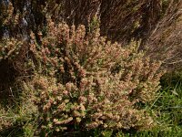 Erica scoparia 19, Bezemdophei, Saxifraga-Ed Stikvoort