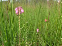 Erica tetralix 11, Gewone dophei, Saxifraga-Harry van Oosterhout