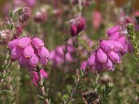 Erica tetralix 14, Gewone dophei, Saxifraga-Hans Dekker