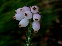 Erica tetralix 16, Gewone dophei, Saxifrga-Peter Meininger