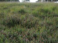 Erica tetralix 20, Gewone dophei, Saxifraga-Hans Boll