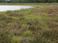 Erica tetralix 21, Gewone dophei, Saxifraga-Hans Boll