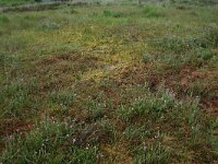 Erica tetralix 29, Gewone dophei, Saxifraga-Hans Boll