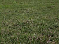 Erica tetralix 34, Gewone dophei, Saxifraga-Hans Boll