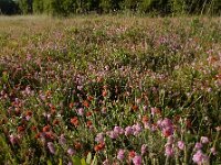 Erica tetralix 4, Gewone dophei, Saxifraga-Ed Stikvoort