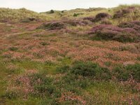 Erica tetralix 43, Gewone dophei, Saxifraga-Hans Boll