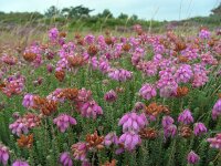 Erica tetralix 60, Gewone dophei, Saxifraga-Ed Stikvoort