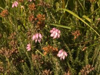 Erica tetralix 63, Gewone dophei, Saxifraga-Jan van der Straaten