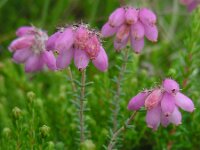 Erica tetralix 64, Gewone dophei, Saxifraga-Ed Stikvoort