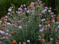 Erica tetralix 66, Gewone dophei, Saxifraga-Ed Stikvoort