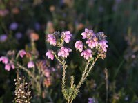 Cross-leaved heath (Erica tetralix), flowers  Cross-leaved heath (Erica tetralix), flowers : beauty in nature, Cross-leaved heath, erica, Erica tetralix, flora, floral, flower, flowers, heath, natural, nature, plant, summer, summertime, vascular plant