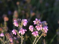 Cross-leaved heath (Erica tetralix), flowers  Cross-leaved heath (Erica tetralix), flowers : beauty in nature, Cross-leaved heath, erica, Erica tetralix, flora, floral, flower, flowers, heath, natural, nature, plant, summer, summertime, vascular plant