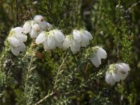 Erica tetralix 73, Gewone dophei, Saxifraga-Willem van Kruijsbergen
