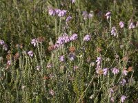 Erica tetralix 74, Gewone dophei, Saxifraga-Willem van Kruijsbergen
