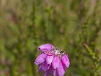Erica tetralix 76, Gewone dophei, Saxifraga-Jan Nijendijk