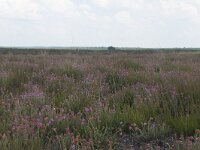 Erica tetralix 77, Gewone dophei, Saxifraga-Jan Nijendijk