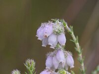 Erica tetralix 78, Gewone dophei, Saxifraga-Jan Nijendijk