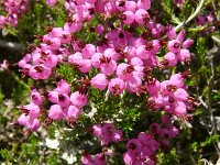 Erica umbellata 12, Saxifraga-Hans Grotenhuis