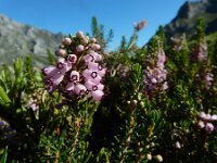 Erica vagans