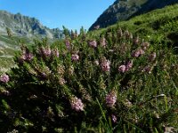 Erica vagans 2, Zwerfhei, Saxifraga-Ed Stikvoort : Refugio de Aliva - Sotres s9900