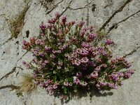 Erica vagans 3, Saxifraga-Ed Stikvoort : Poncebos - Cordiñanes de Valdeón s9900