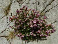 Erica vagans 3, Zwerfhei, Saxifraga-Ed Stikvoort : Poncebos - Cordiñanes de Valdeón s9900