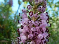 Erica vagans 4, Saxifraga-Ed Stikvoort : Poncebos - Cordiñanes de Valdeón s9900